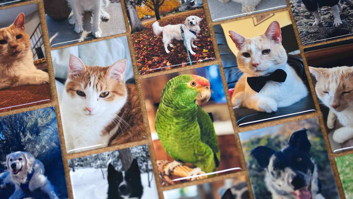 6 Custom Photo Magnets